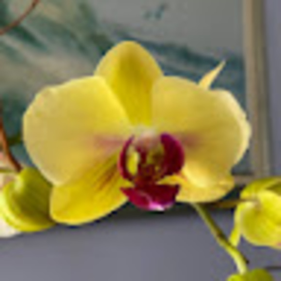 dianapineda1119